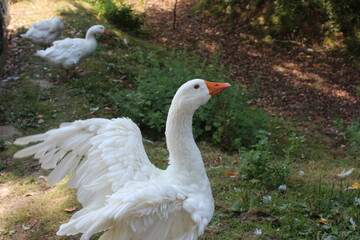 Gänse