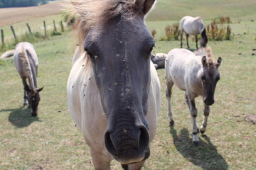Fototapeta premium Wildpferde von Fliegen geplagt