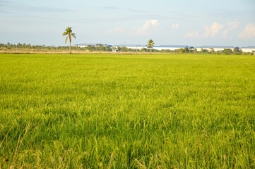 green rice tree in country Thailand