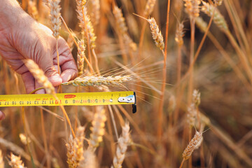 Farmer examine and measure with ruler wheat ears at agricultural field. Rich harvest concept.