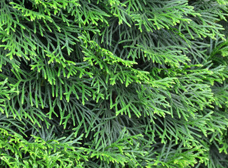 green fern leaves