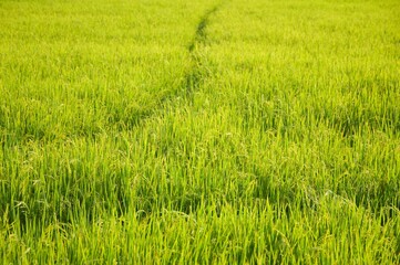 fresh green rice tree in country Thailand