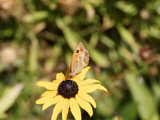 (Pyronia tithonus) Rotbraune Ochsenauge oder Braungerändertes Ochsenauge besuch zur Nektaraufnahme eine gelbe Rudbeckia-Blume