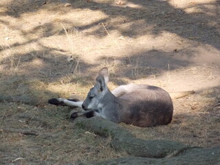 un kangourou peut en cacher un autre