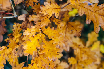 Naklejka na ściany i meble Pattern. Texture. Photo of oak leaves on a branch in late autumn.