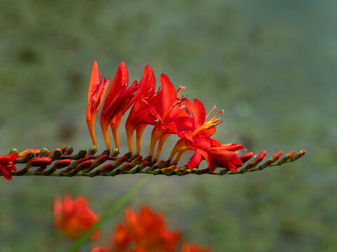 Closeup of the flower spike of Crocosmia with red flowers and buds