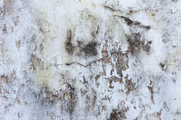 Mould, Fungus, and White Peeling Painting on Old Concrete Wall Background. Suitable for Presentation and Backdrop