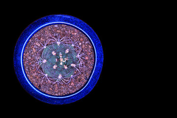 Cactus, which many people like to raise