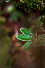 Macro photo of Icelandic plant. Wild forest plant with beautiful leaves