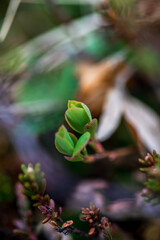 Macro photo of Icelandic plant. Wild forest plant - green buds on the branches
