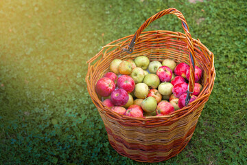 A wicker basket with apples stands on the grass