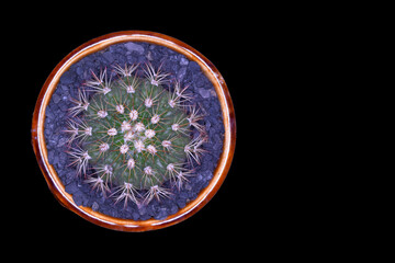 Cactus, which many people like to raise