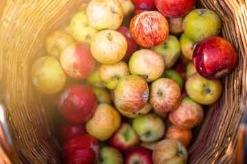 A wicker basket with apples top view