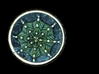 Cactus, which many people like to raise