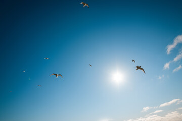Snow-white gulls fly high in the sunny sky over the Atlantic Ocean