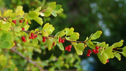 Branch with red wild berries in the forest.