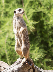 Meerkat standing to attention