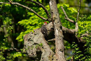 The pileated woodpecker sitting on a dry tree.