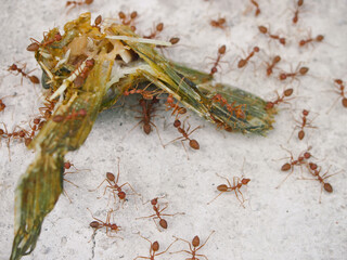 A group of red ants are eating the leftovers of fish meat