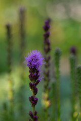 Liatris spicata deep purple flowering plant, group of flowers on tall stem in bloom