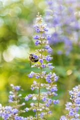 Bumble bee on purple flower (chase tree)