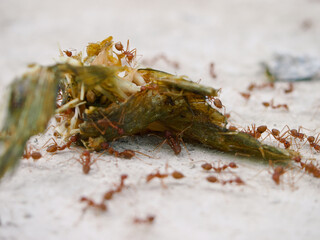 A group of red ants are eating the leftovers of fish meat