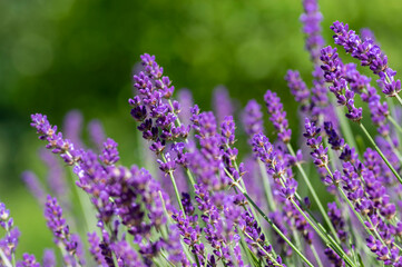 Lavandula angustifolia bunch of flowers in bloom, purple scented flowering plant