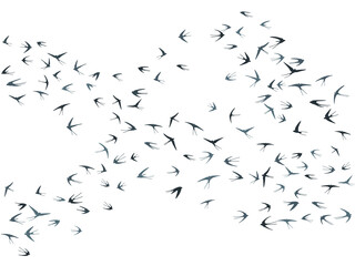Flying martlet birds silhouettes vector illustration. Nomadic martlets bevy isolated on white. 
