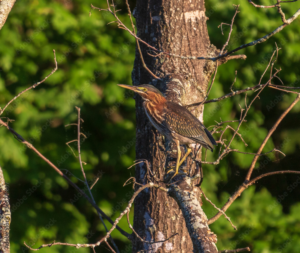 Wall mural Green heron standing on a tree branch
