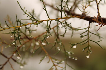 dew drops