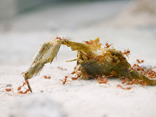 A group of red ants are eating the leftovers of fish meat