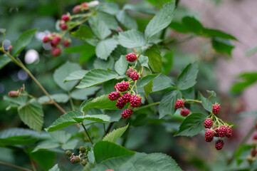 Rubus fruticosus big and tasty garden blackberries, red ripening fruits berries on branches wiht...
