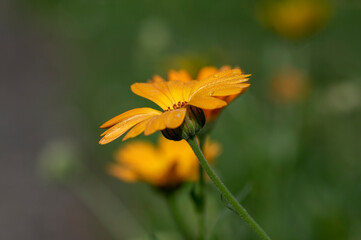 Fototapeta premium Calendula officinalis bright orange flowers in bloom, beautiful medical flowering plant