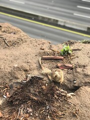 Squirrel living in the cities