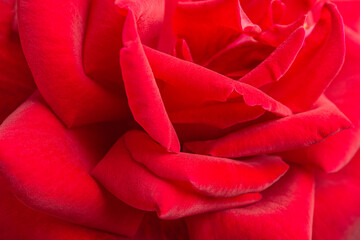 Macro Shot Of Red Rose Flower In Full Bloom