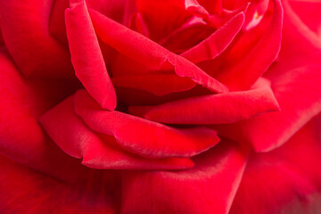 Macro Shot Of Red Rose Flower In Full Bloom