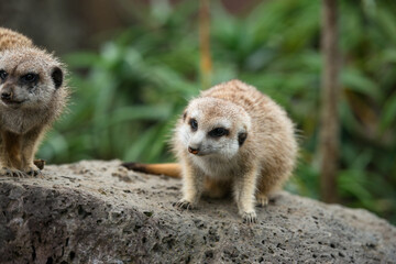 ミ―アキャットの可愛いポートレート meerkat