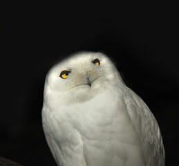 Obraz premium Snow owl on black background.