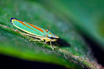 Rhododendronzikade ( Graphocephala fennahi , Syn.: Graphocephala coccinea ).