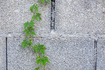 Green ivy plant on the old wall.