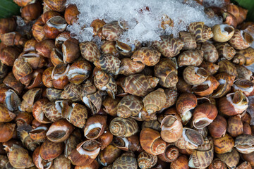 Areola babylon or spotted babylon in the seafood market. Fresh Spotted Babylon on a tray and container with ice on shell in market and is popular of tourist for select buy seafood.
