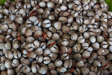 Fresh cockle in the market.cockles seafood, pile of​ fresh blood cockles top view, cockles or scallop fresh raw shellfish
