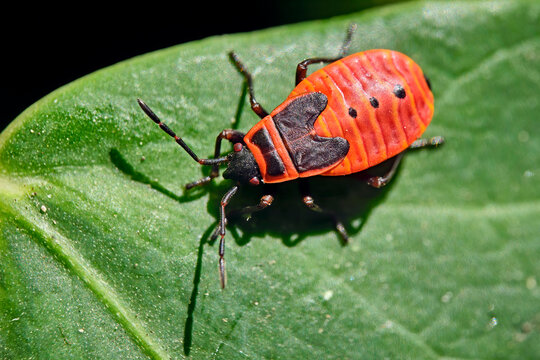 Nymphe einer Gemeinen Feuerwanze ( Pyrrhocoris apterus ).