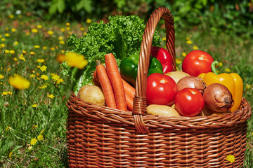Basket of various vegetables in the sunlight on a meadow with yellow flowers.
