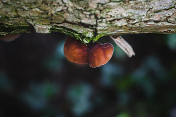 Wood ear fungi growing on the trees trunk and branches in the forest.
