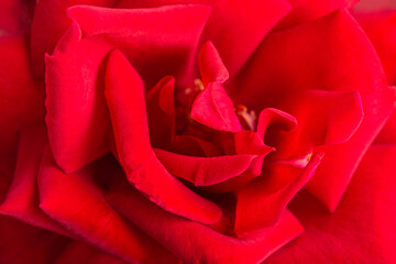 Macro Shot Of Red Rose Flower In Full Bloom