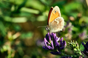 Kleines Wiesenv&ouml;gelchen ( Coenonympha pamphilus ).