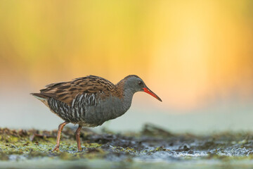 Water Rail (Rallus aquaticus). Swamp bird.