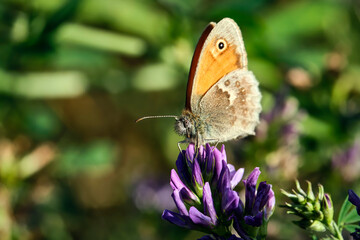 Kleines Wiesenvögelchen ( Coenonympha pamphilus ).