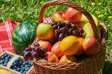Basket of various fruits in the sunlight on a meadow with yellow flowers.